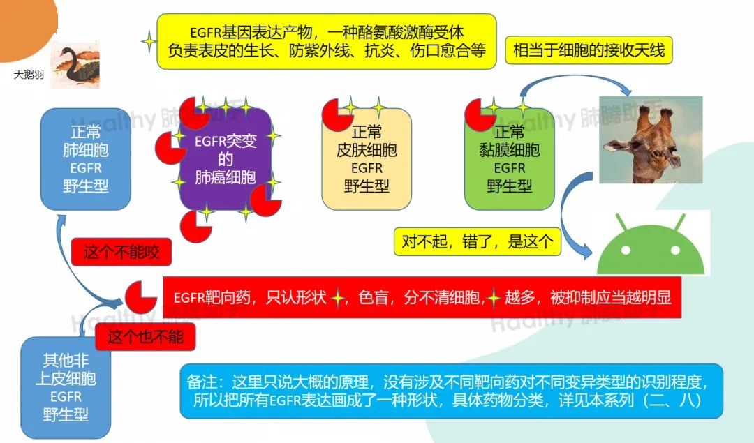 吃靶向药物有哪些副作用怎么办