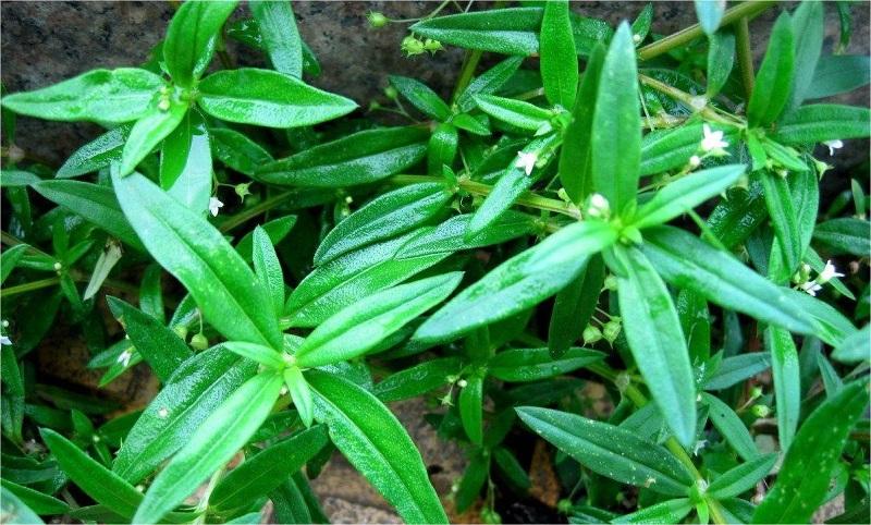 肿瘤最怕三种草药 肿瘤最怕三种草药是什么