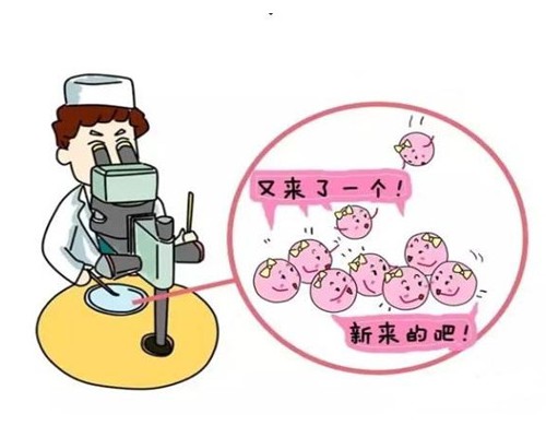 轻微弓形子宫做试管能放两个胚胎吗