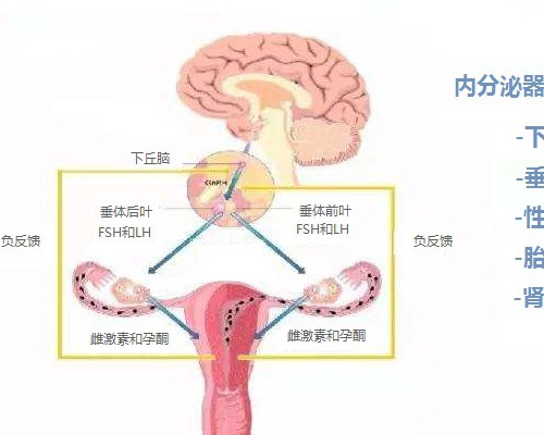 宫寒怎么调理饮食 做试管能成功吗
