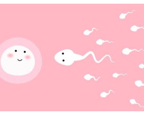 xy精子分离术要花多少钱？费用都包含什么