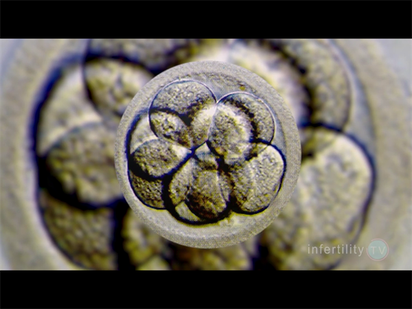 试管婴儿取5个卵成功率多大？真实数据告诉你答案