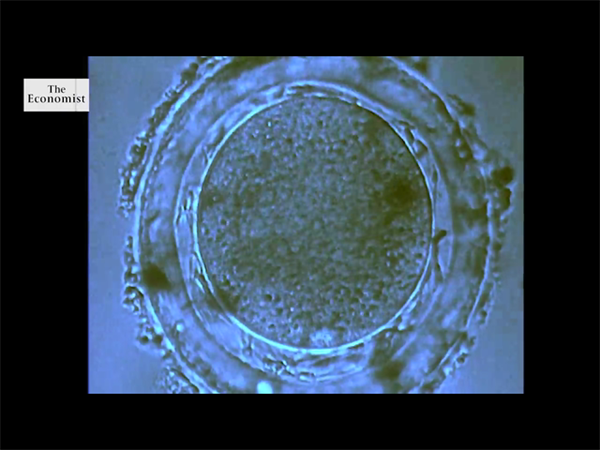 4bc囊胚解冻后的级别！4bb囊胚解冻后成5bb是怎么回事