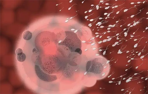 2026国内供卵试管需要哪些条件？公立医院与私立机构差异揭秘