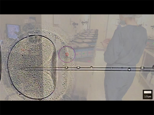 2026最新南京供卵试管医院排名出炉!成功率超60%的机构有哪些