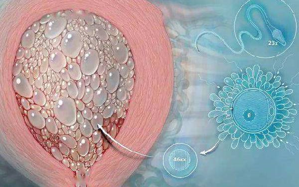 预算有限也能选对路！性价比高的私立医院试管成功率榜单