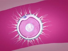 单身女性试管助孕的条件解读！公布2025试管助孕的具体流程