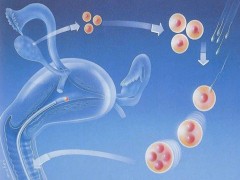 单身女能否买精子做试管婴儿？附2025精子库申请精子的流程
