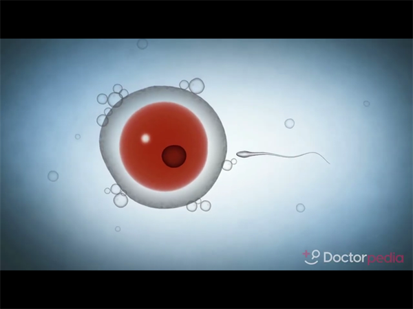 冻胚vs鲜胚移植哪种更适合你？医生不会主动说的选择逻辑