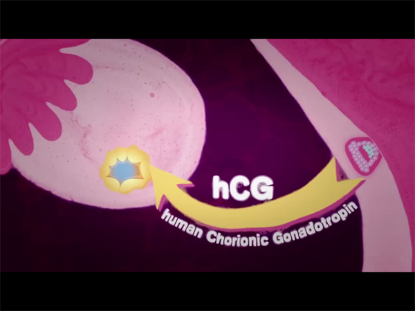 胚胎移植费用全透明：从检查到手术，不同方案预算差多少？