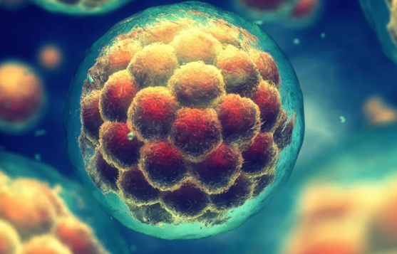 试管借卵生子不排队!全国优质机构盘点与快速匹配攻略