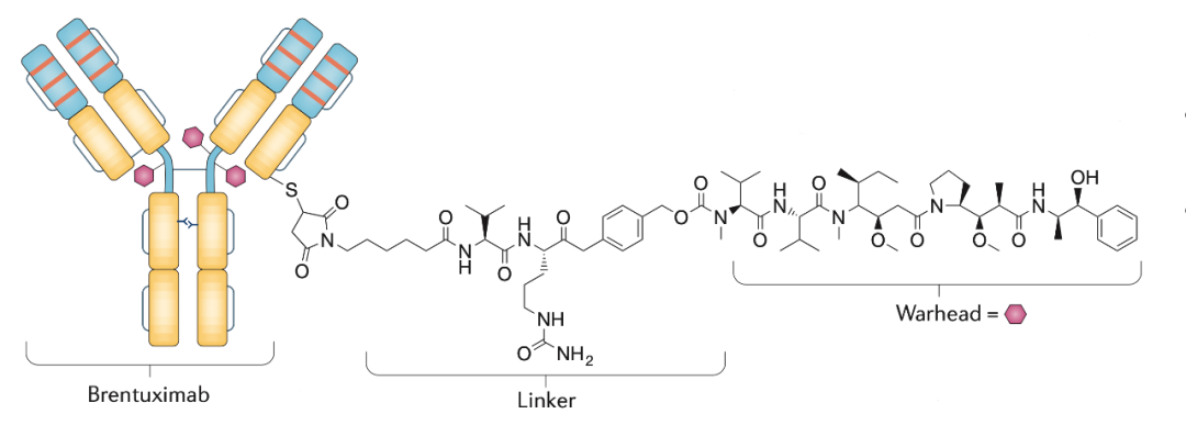 淋巴瘤CD30药物安适利（布妥昔单抗）中国审批上市