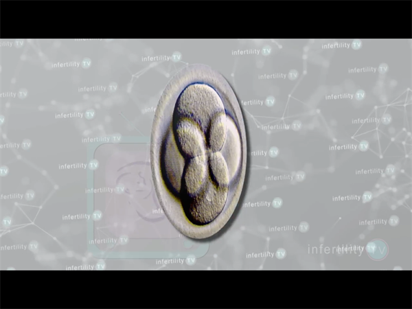 鲜胚、冻胚、囊胚到底有什么区别？一文看懂试管胚胎等级报告