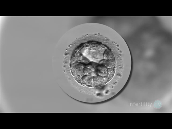 武汉供卵试管费用明细曝光！公立医院vs私立机构，5万差价如何选择？