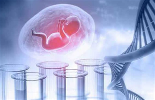 囊胚还是卵裂期胚胎？选对移植时机，好孕更近一步